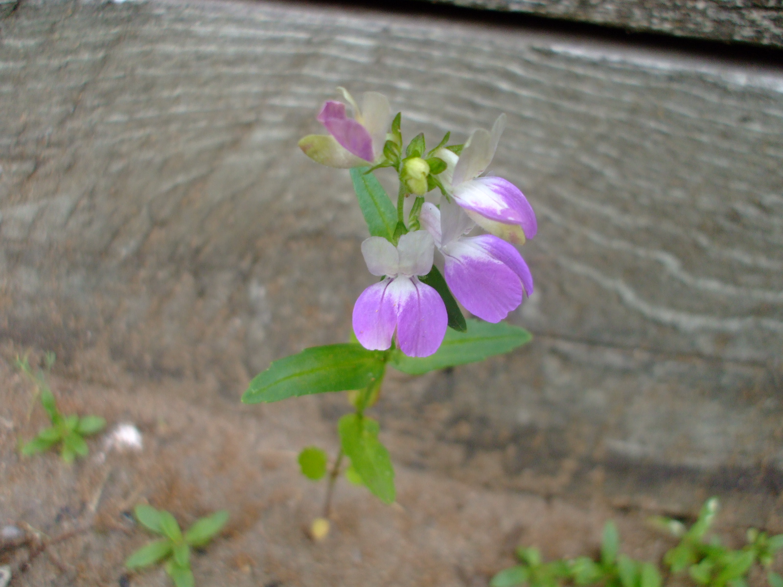 Collinsia heterophylla